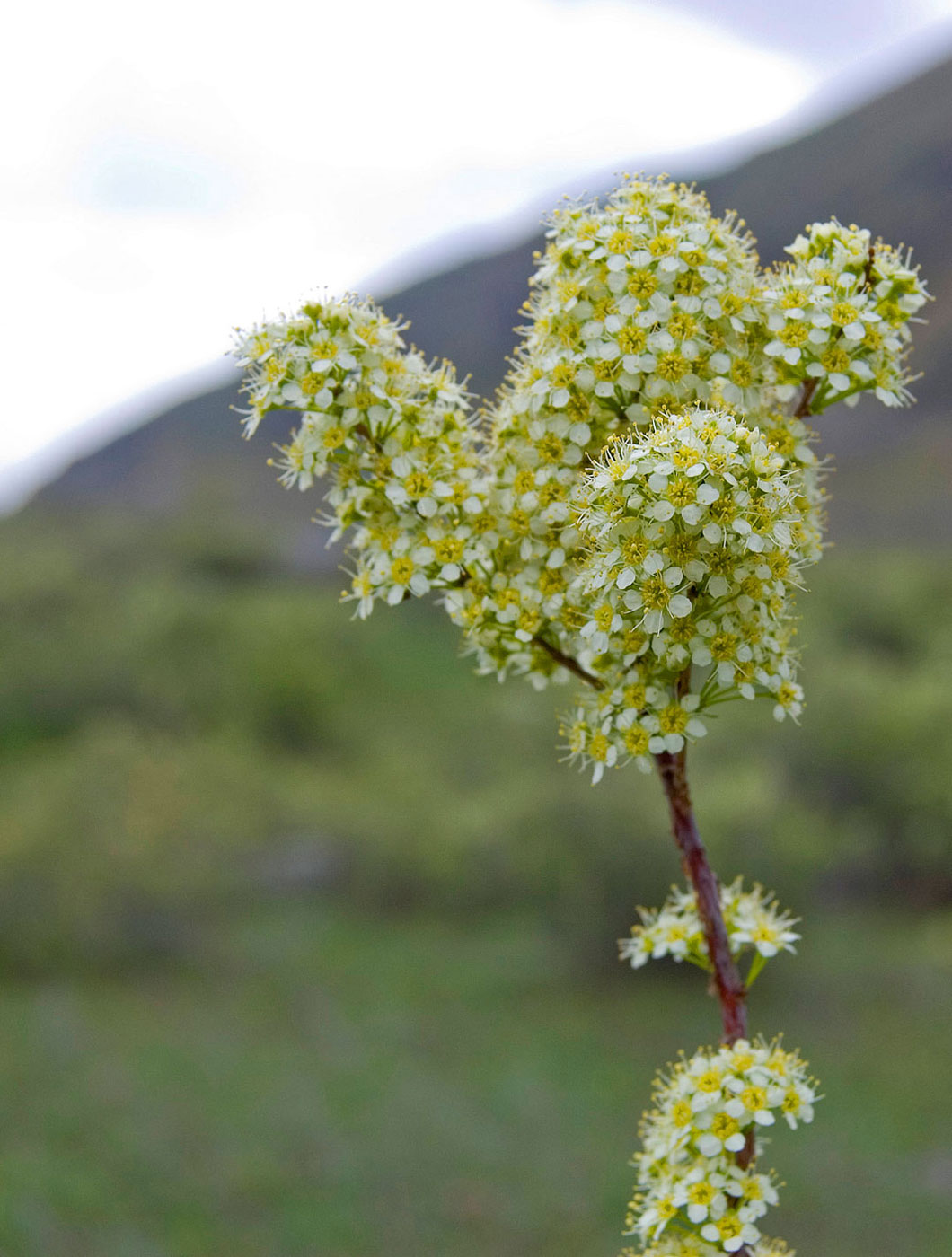 Изображение особи Spiraea hypericifolia.