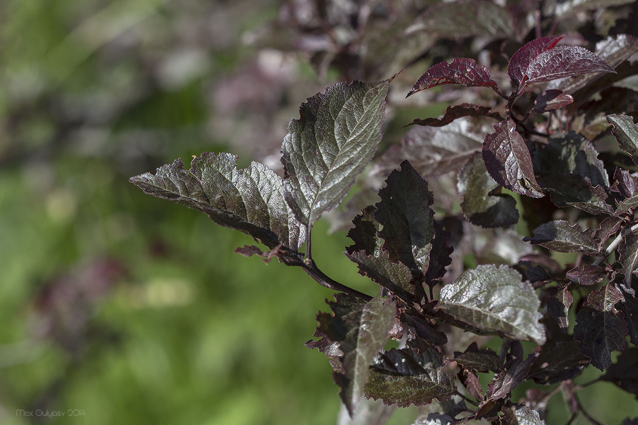 Изображение особи Prunus cerasifera var. pissardii.