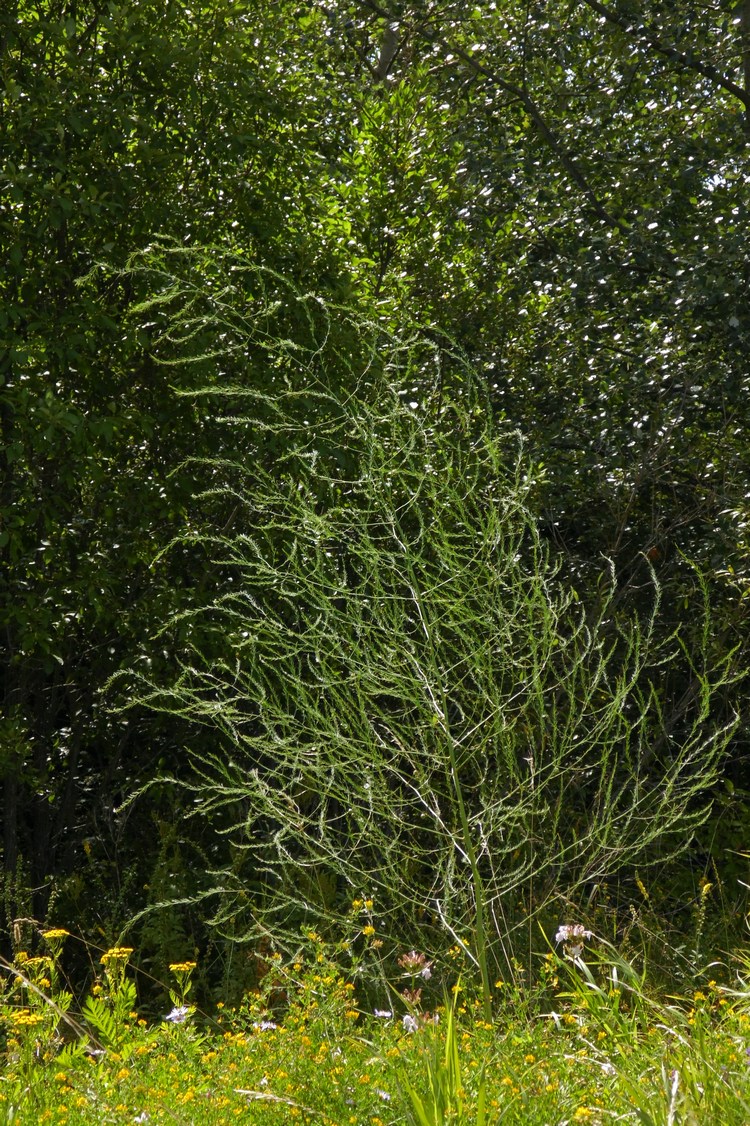 Image of Asparagus officinalis specimen.