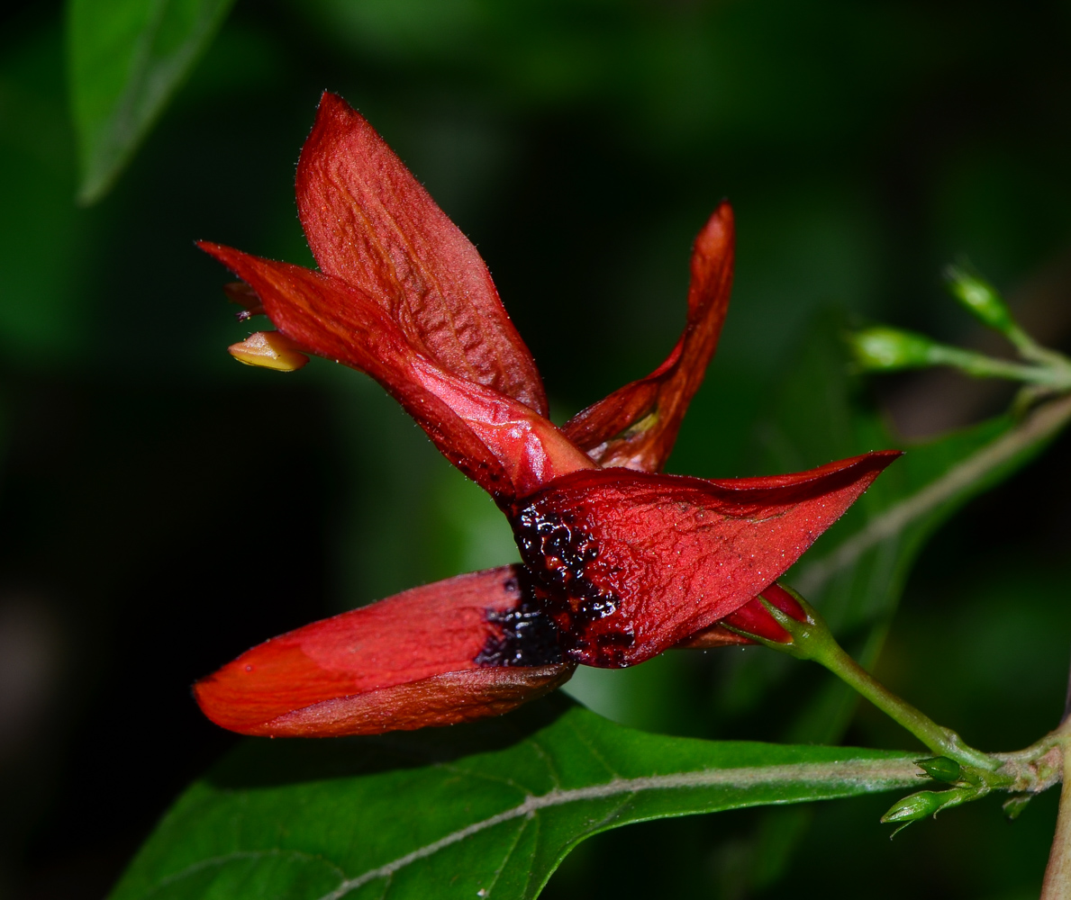 Image of Ruttya fruticosa specimen.