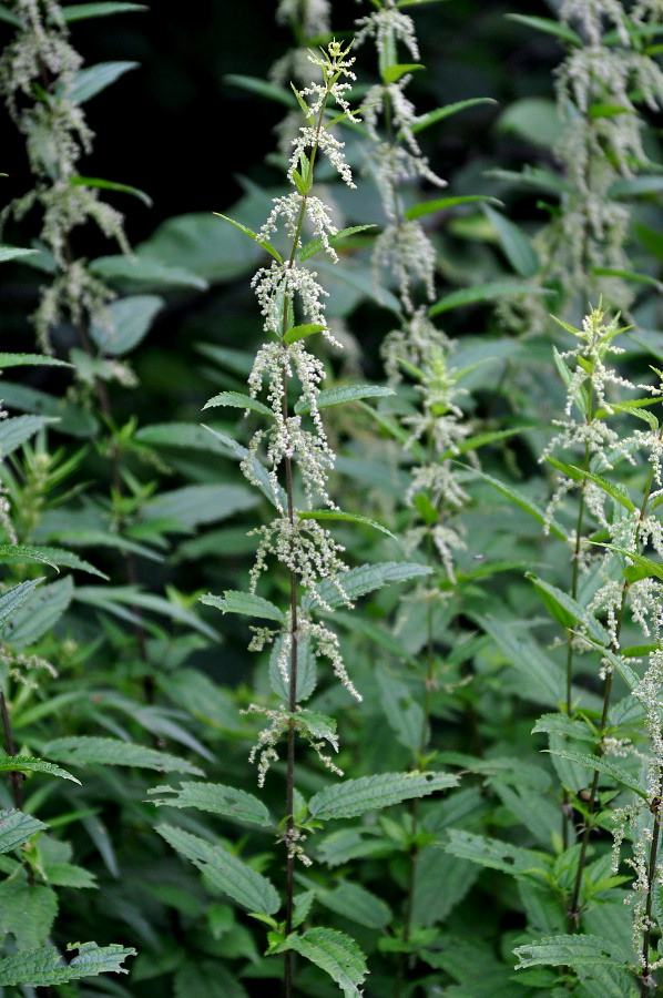 Image of Urtica angustifolia specimen.