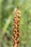 Orobanche pallidiflora. Верхушка отцветающего соцветия. Ленинградская обл., Ломоносовский р-н, долина р. Шингарка, разнотравный луг на известняке. 09.08.2015.