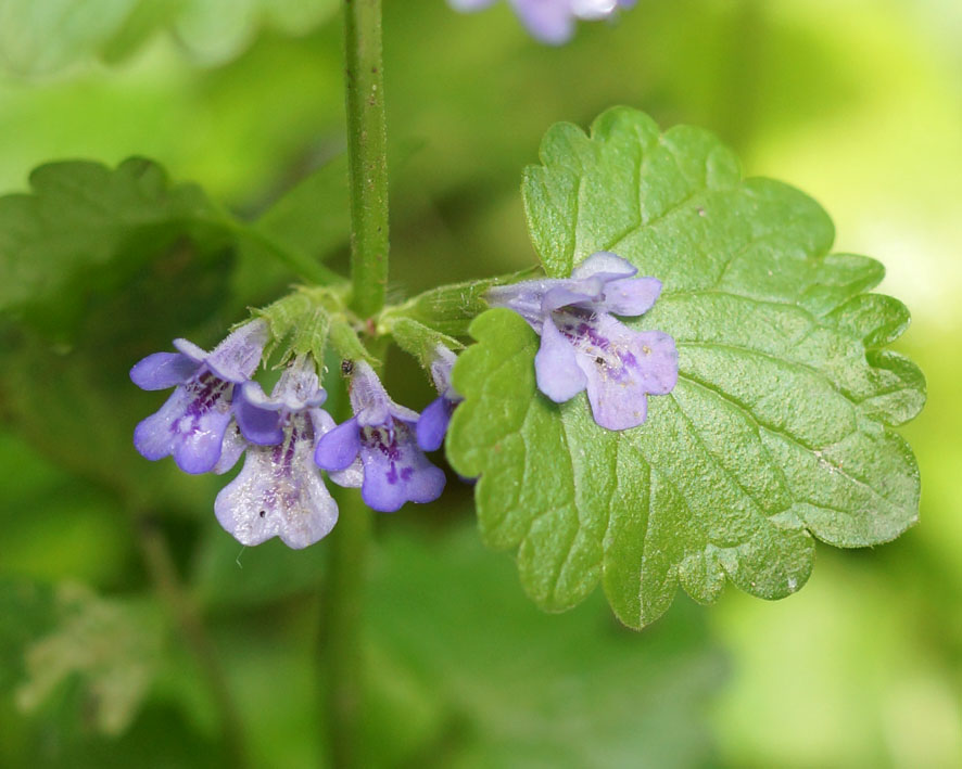 Image of Glechoma hederacea specimen.