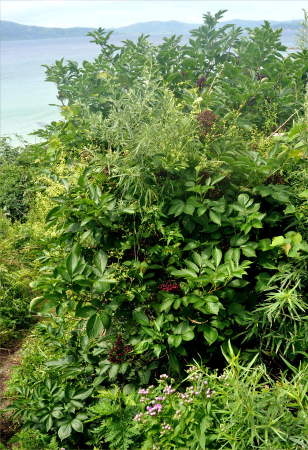 Image of Sambucus williamsii specimen.