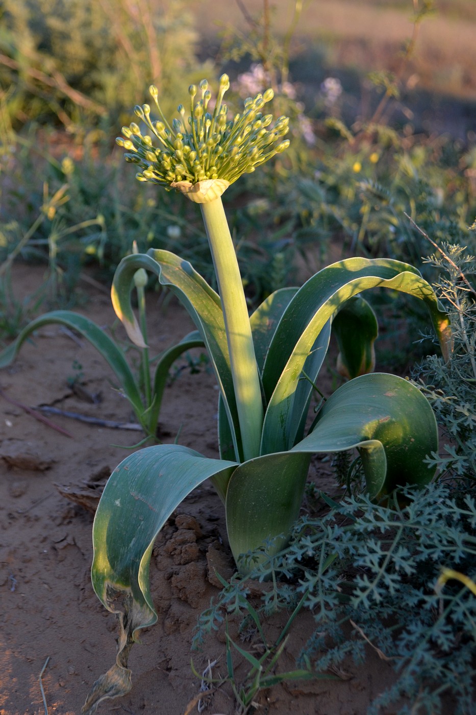 Image of Allium caspium specimen.