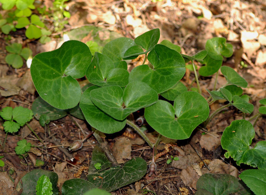 Image of Asarum europaeum specimen.