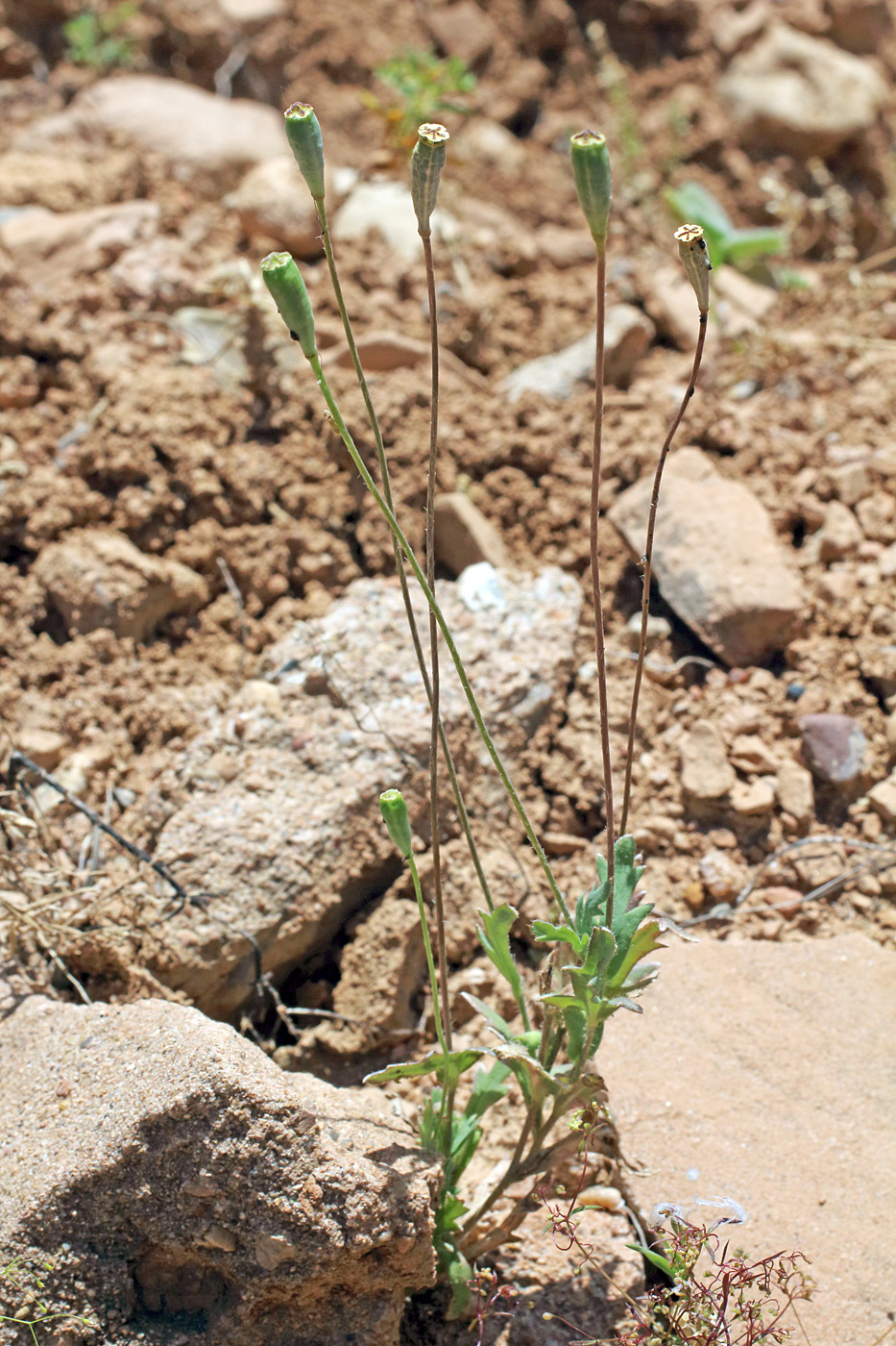 Image of Papaver litwinowii specimen.