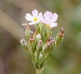 Primula serrata