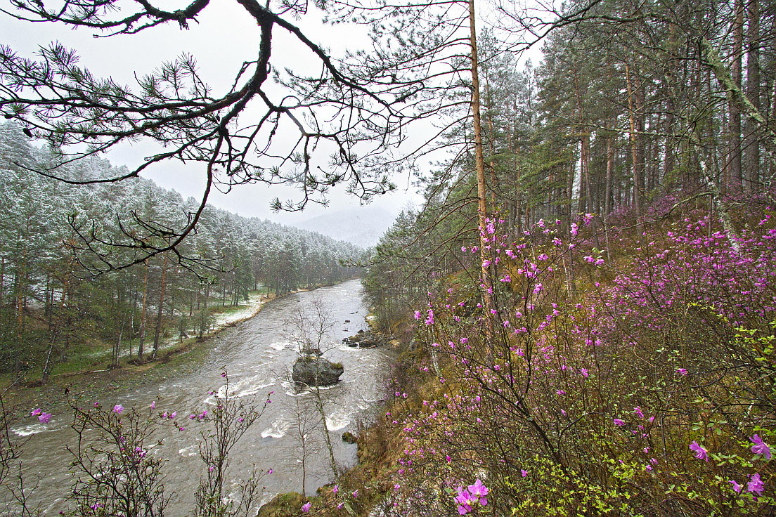 Image of Rhododendron ledebourii specimen.