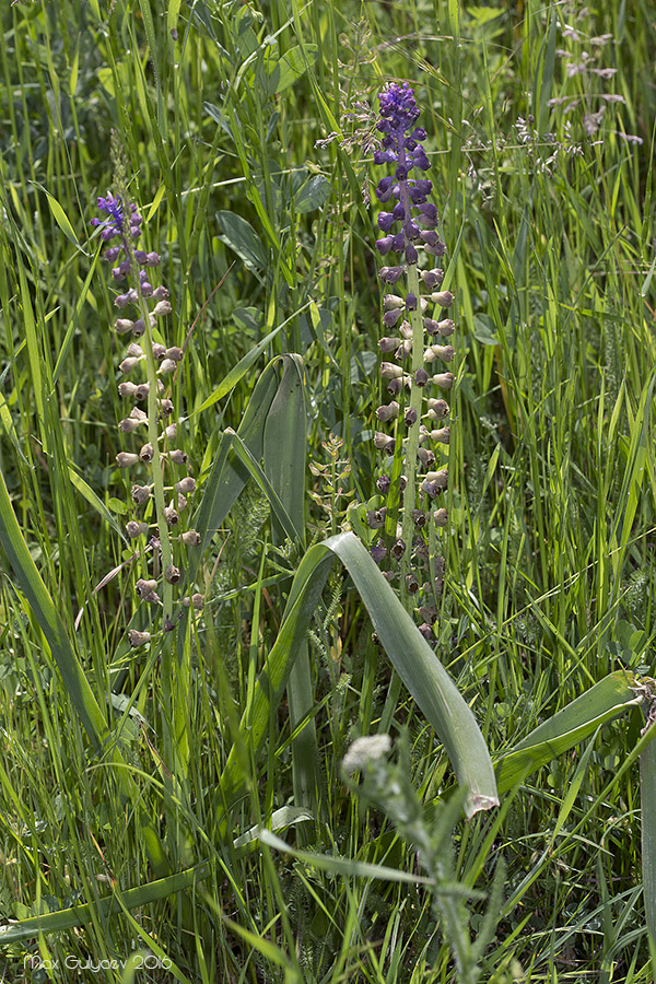 Image of Leopoldia comosa specimen.