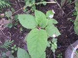 Actinidia chinensis variety deliciosa. Ювенильное растение. Тверская обл., Весьегонск, в культуре. 8 сентября 2016 г.