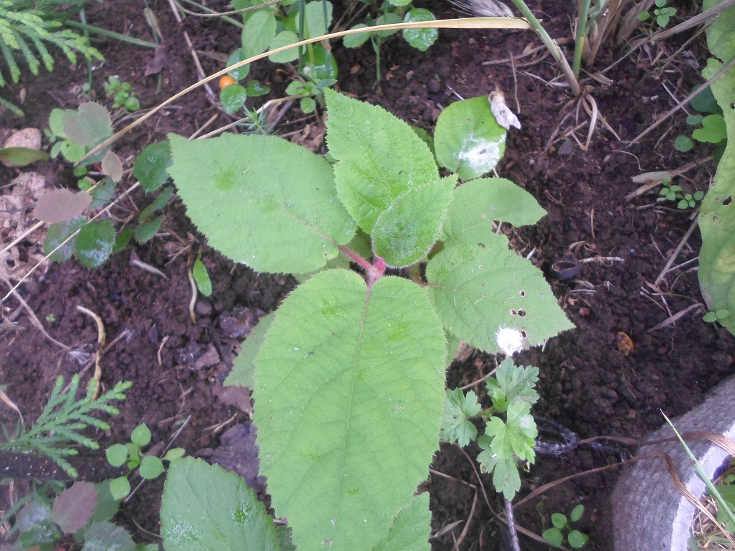 Изображение особи Actinidia chinensis var. deliciosa.