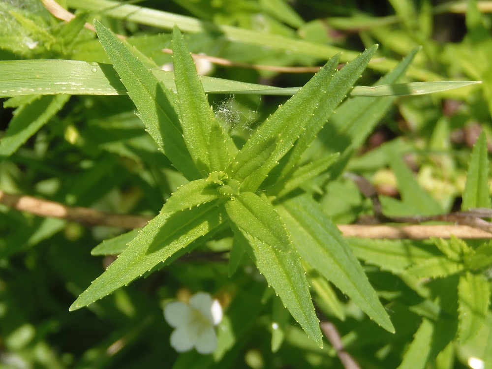 Image of Gratiola officinalis specimen.