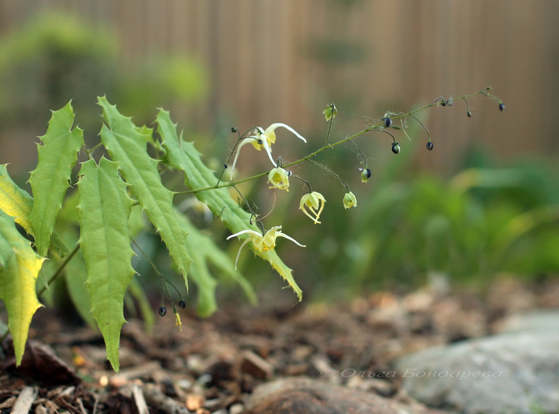 Image of Epimedium ilicifolium specimen.