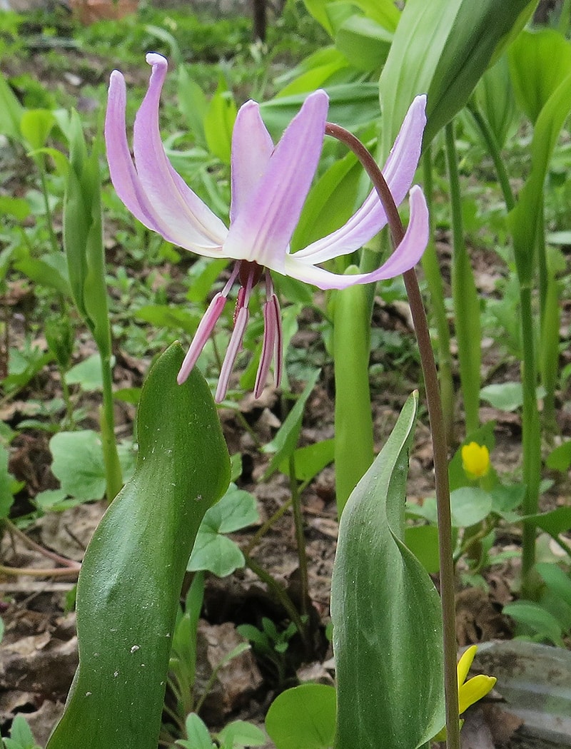 Изображение особи Erythronium hendersonii.