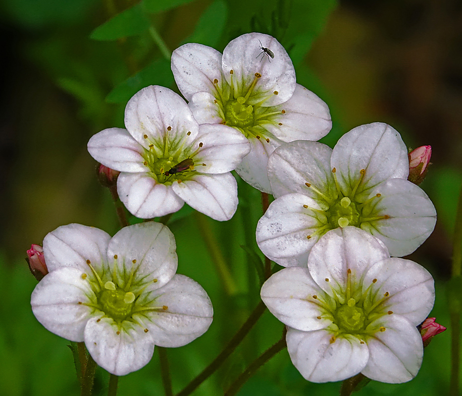 Image of Saxifraga &times; arendsii specimen.