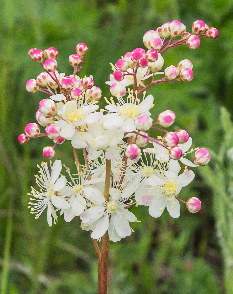 Image of Filipendula vulgaris specimen.