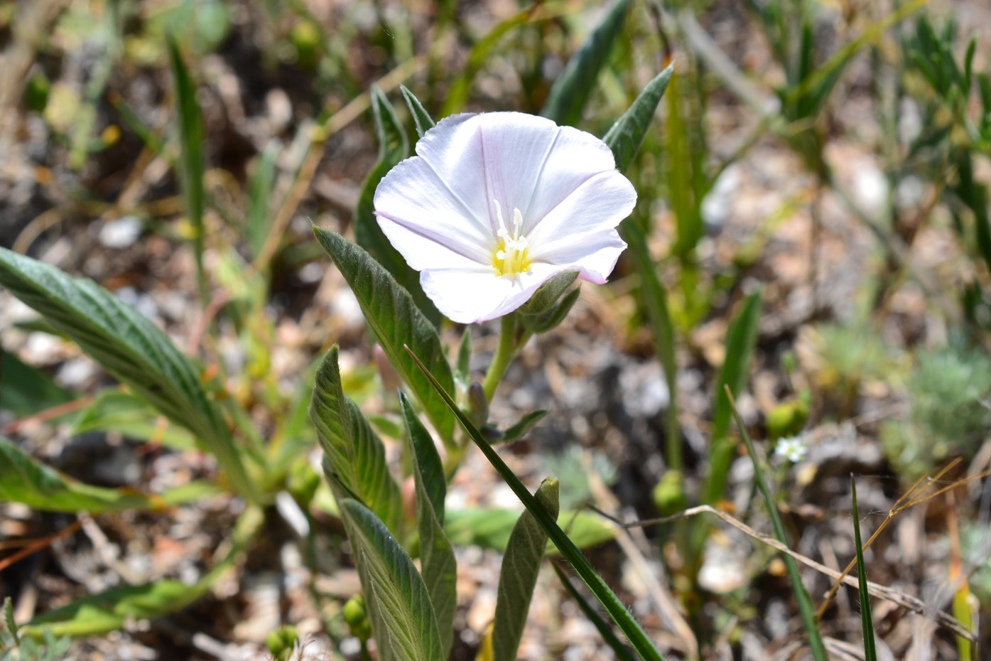 Image of Convolvulus lineatus specimen.