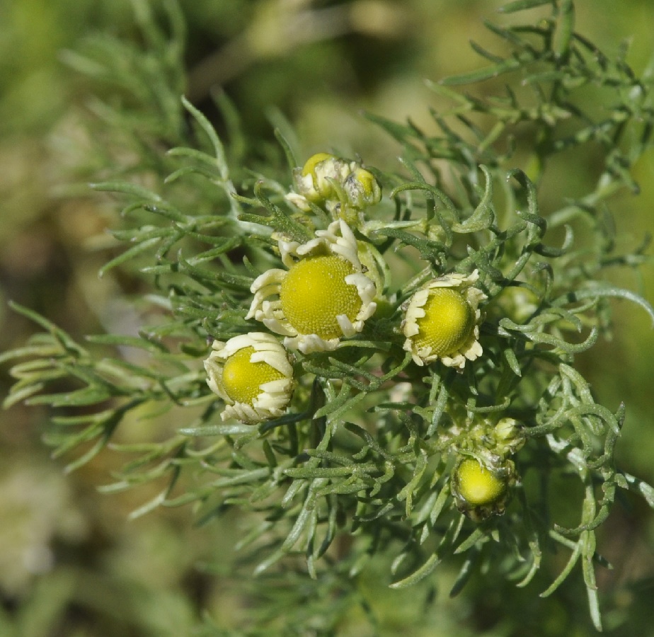 Image of Matricaria discoidea specimen.