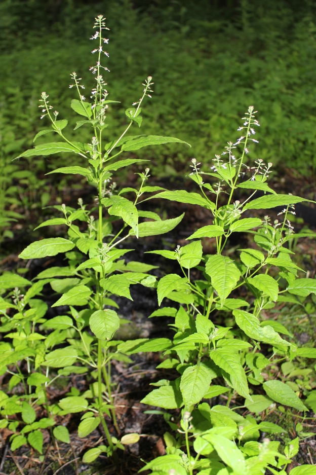 Изображение особи Circaea lutetiana ssp. quadrisulcata.