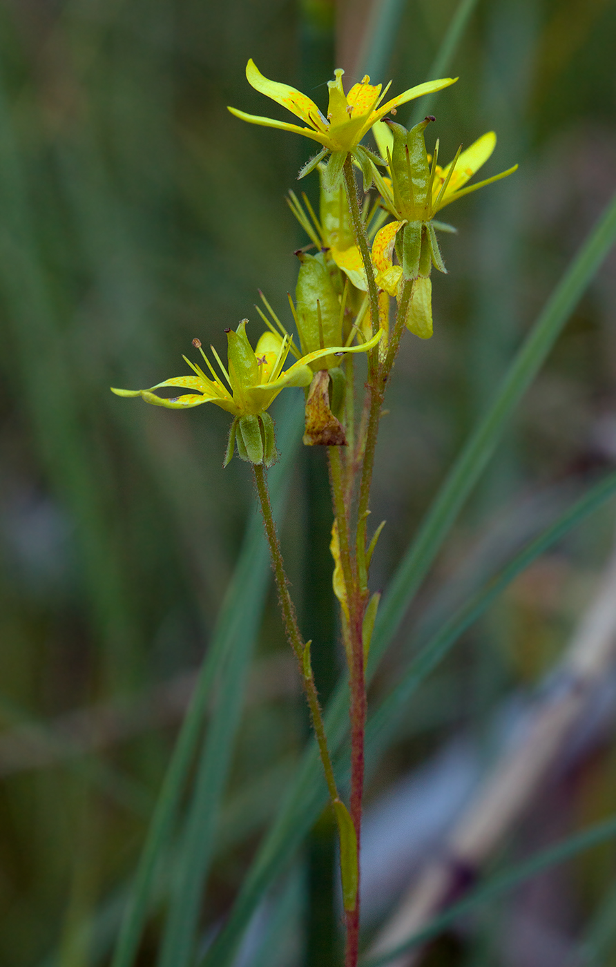 Image of Saxifraga hirculus specimen.