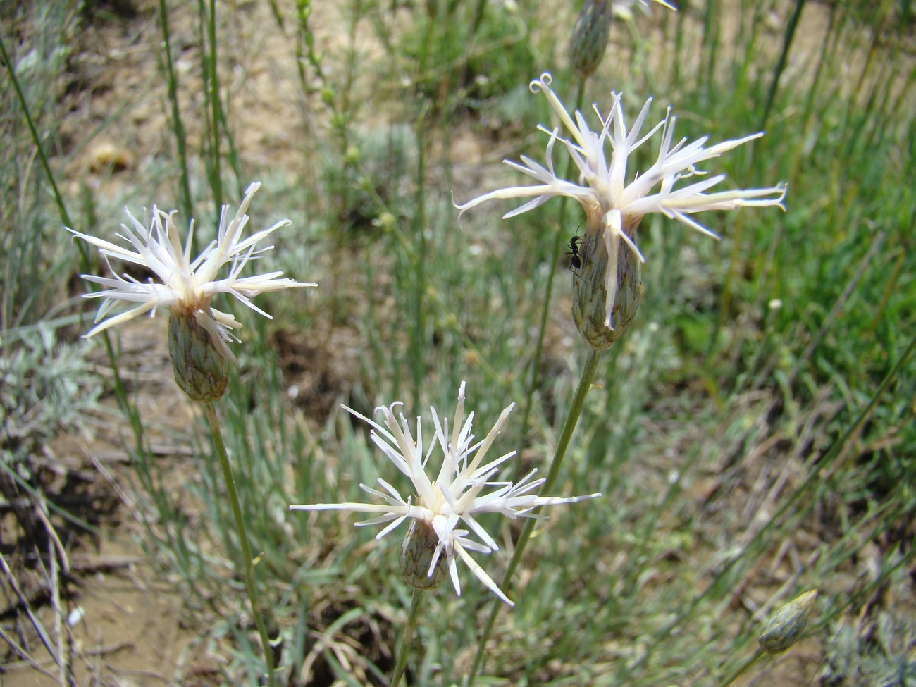 Image of Jurinea narynensis specimen.