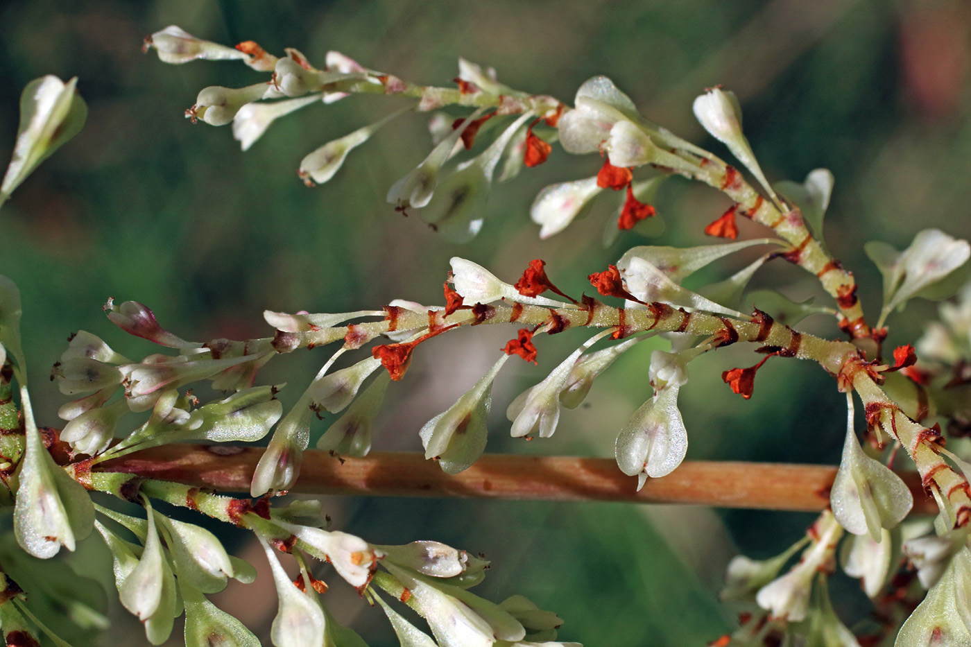 Изображение особи Reynoutria japonica.