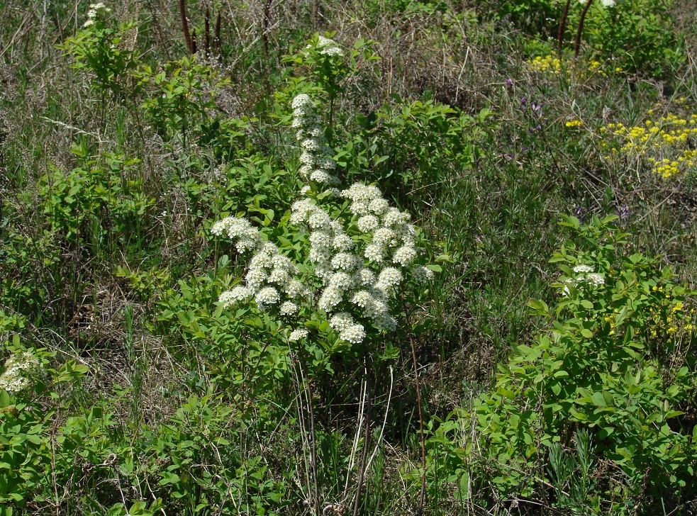 Image of Spiraea media specimen.