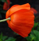 Papaver orientale. Цветок (вид сбоку). Восточный Казахстан, г. Усть-Каменогорск, сквер, в культуре. 11.06.2017.