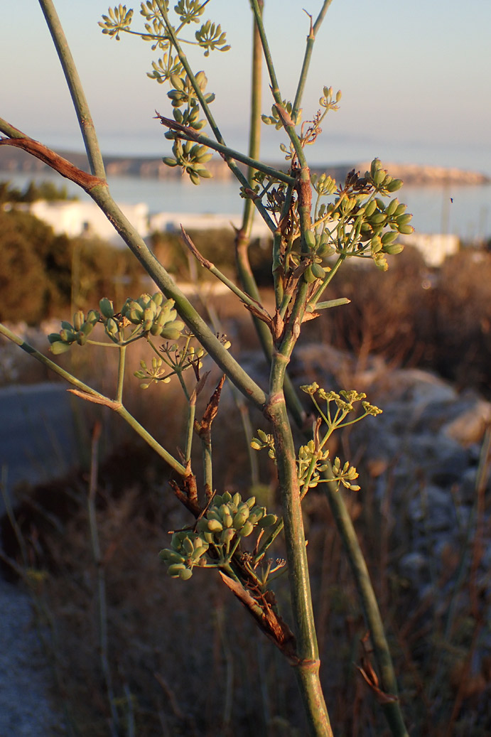 Image of Foeniculum vulgare specimen.