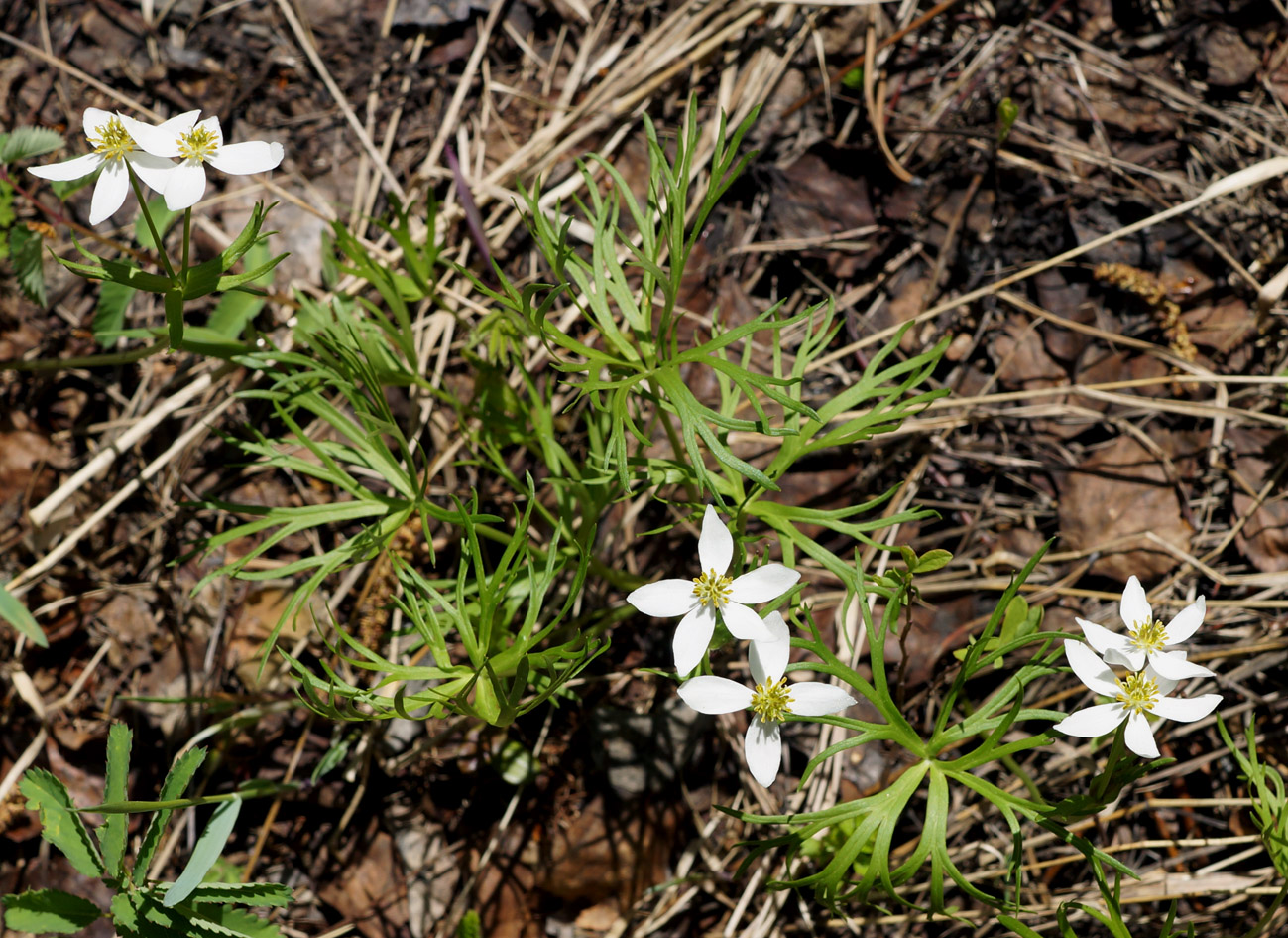 Изображение особи Anemonastrum calvum.