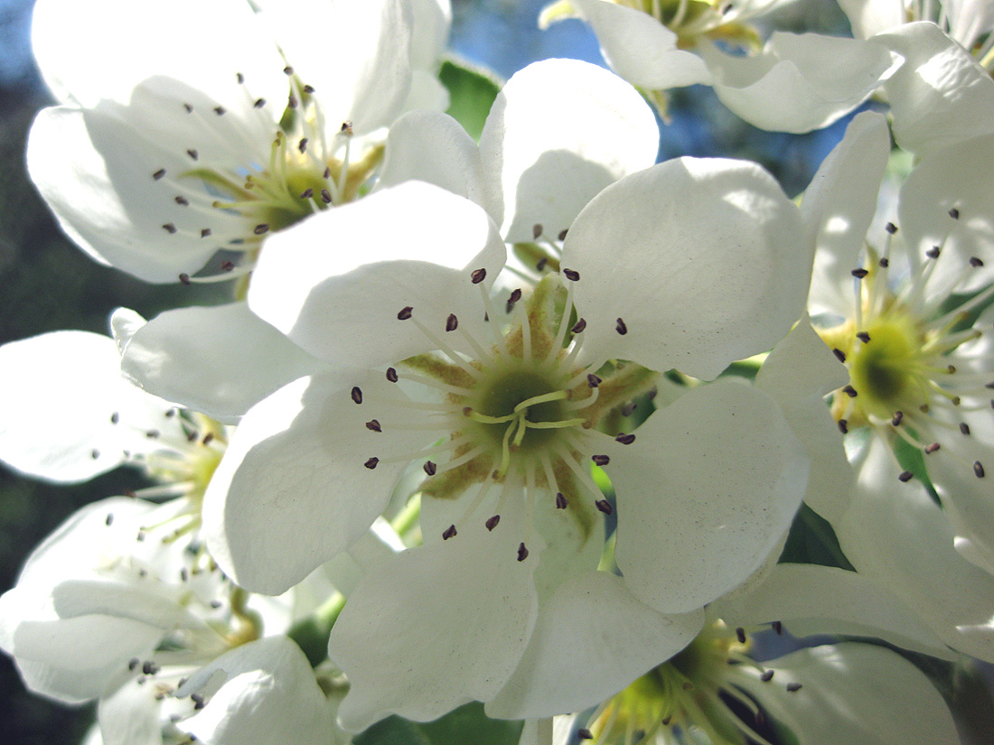 Image of Pyrus communis specimen.