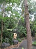Dendrobium pulchellum. Цветущее растение на стволе дерева. Австралия, г. Брисбен, ботанический сад. 18.12.2016.