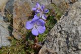 Geranium saxatile