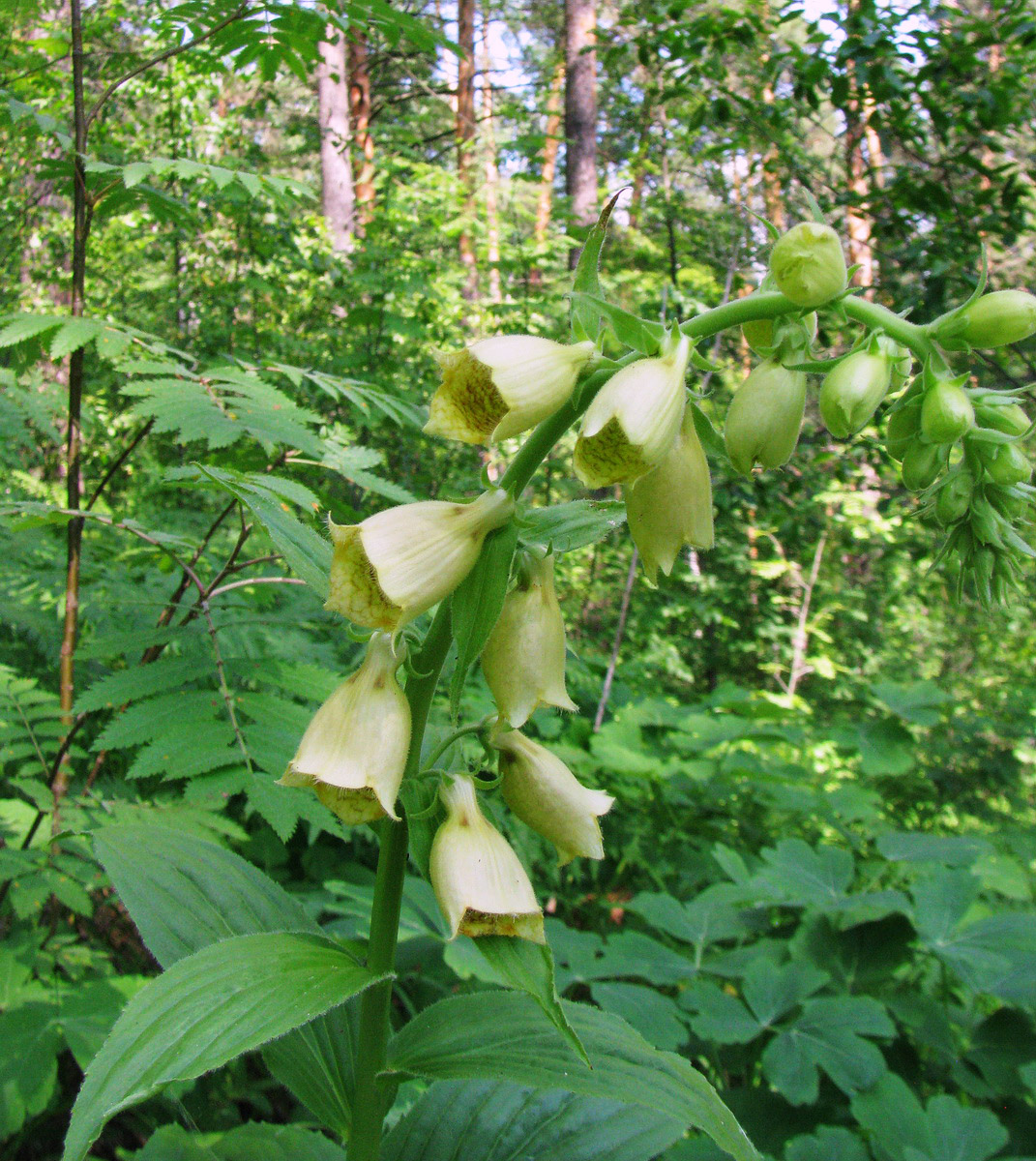 Image of Digitalis grandiflora specimen.