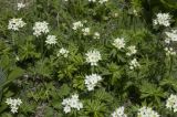 Anemonastrum fasciculatum. Цветущие растения. Кабардино-Балкария, Эльбрусский р-н, склон горы Чегет, субальпийский луг чуть выше леса. 09.06.2009.