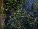 Rorippa amphibia. Цветущие растения в болотце. Алтайский край, июнь