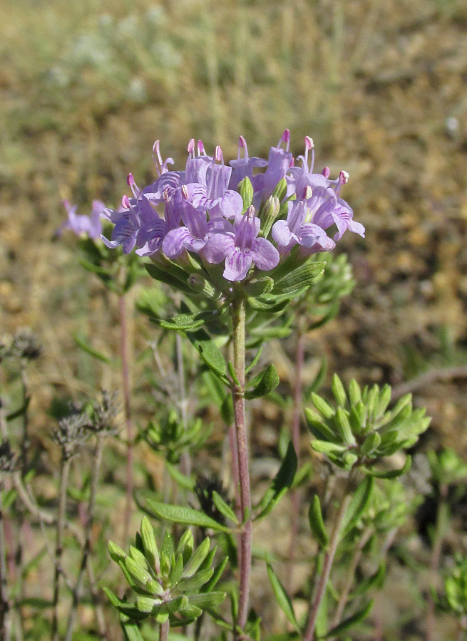 Изображение особи Ziziphora serpyllacea.