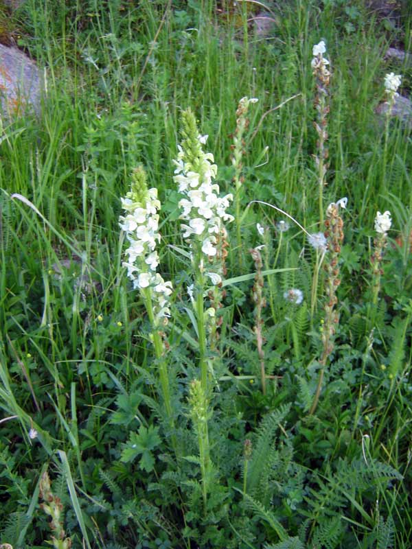 Image of Pedicularis dolichorrhiza specimen.