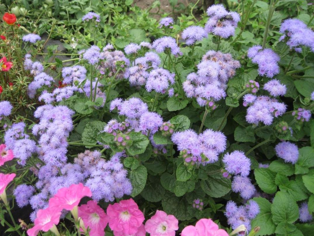 Image of Ageratum houstonianum specimen.