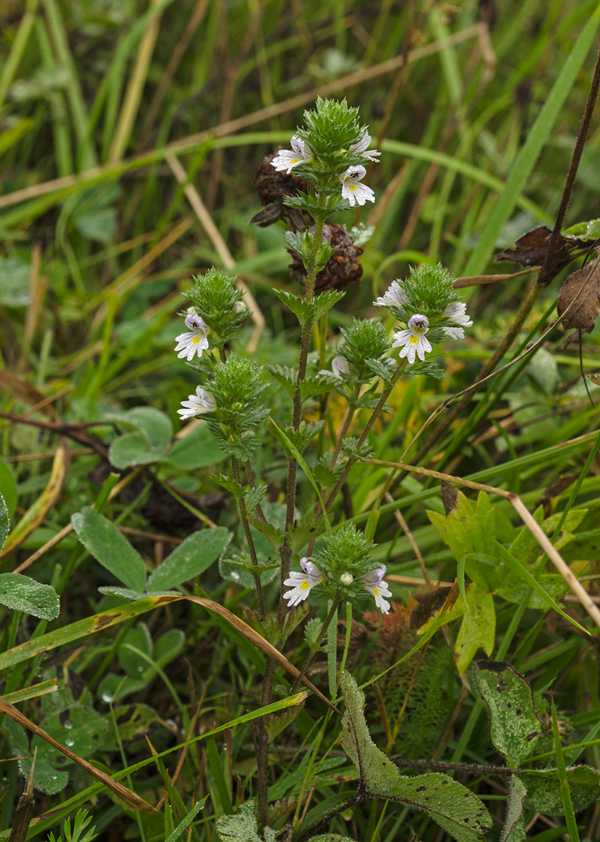 Image of genus Euphrasia specimen.