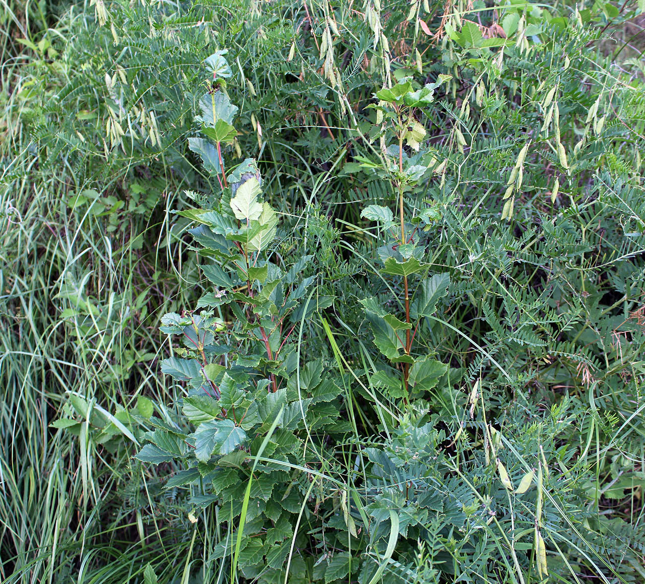 Image of Acer tataricum specimen.