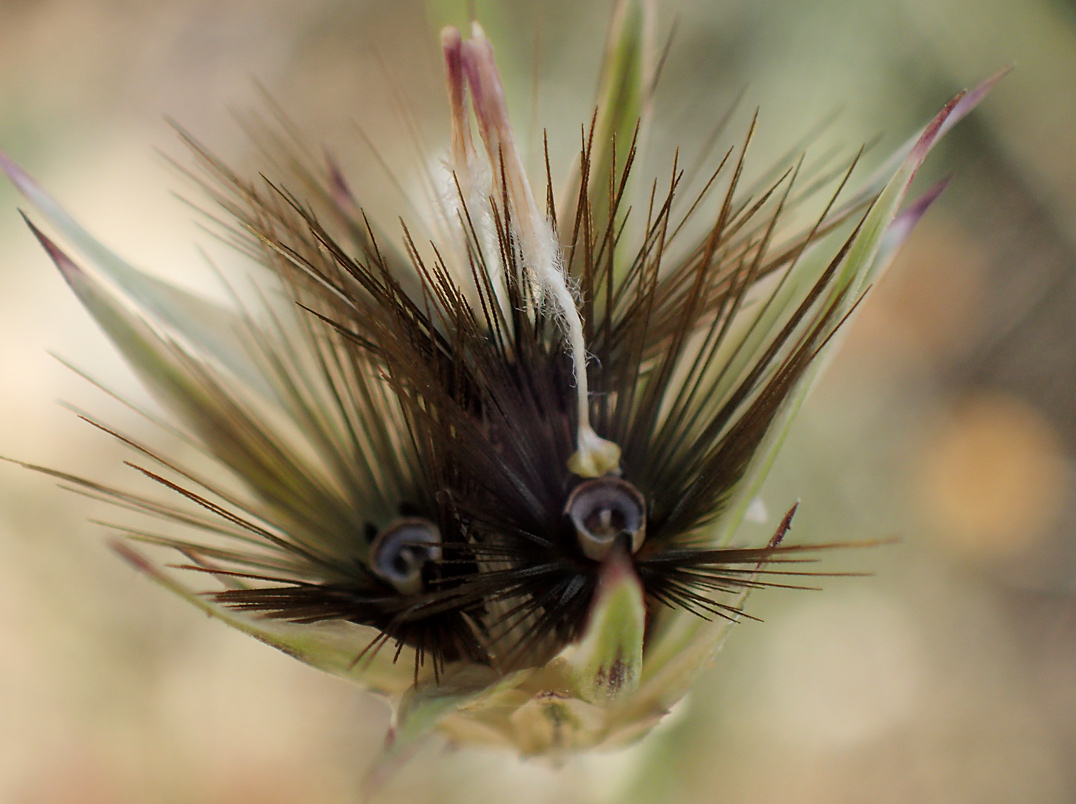 Image of Crupina crupinastrum specimen.