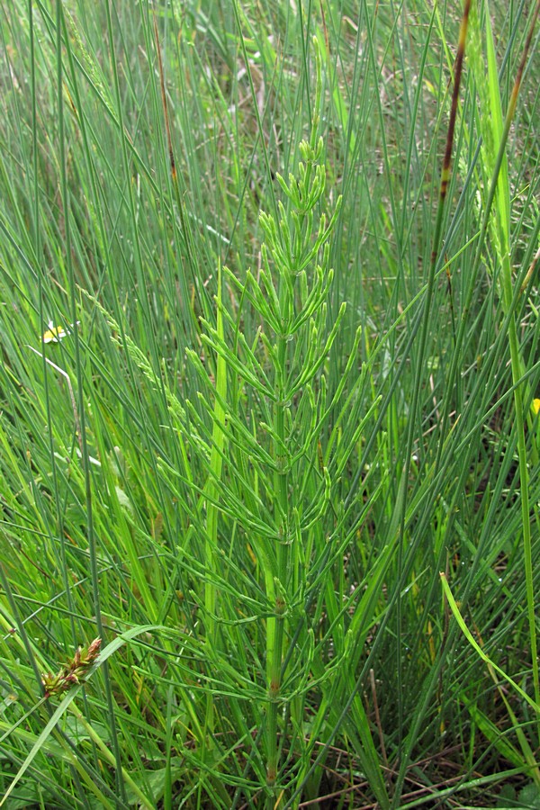 Image of Equisetum arvense specimen.