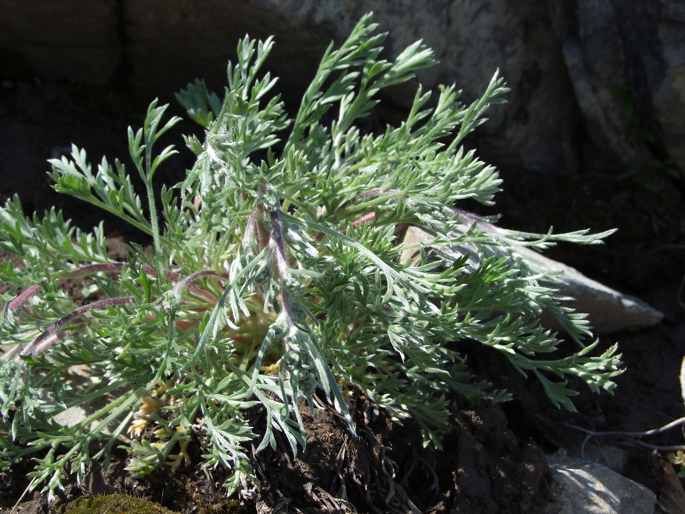 Image of Artemisia borealis specimen.