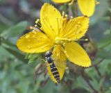 Hypericum perforatum