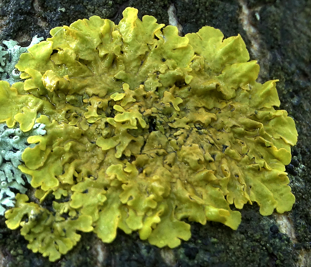 Изображение особи Xanthoria parietina.