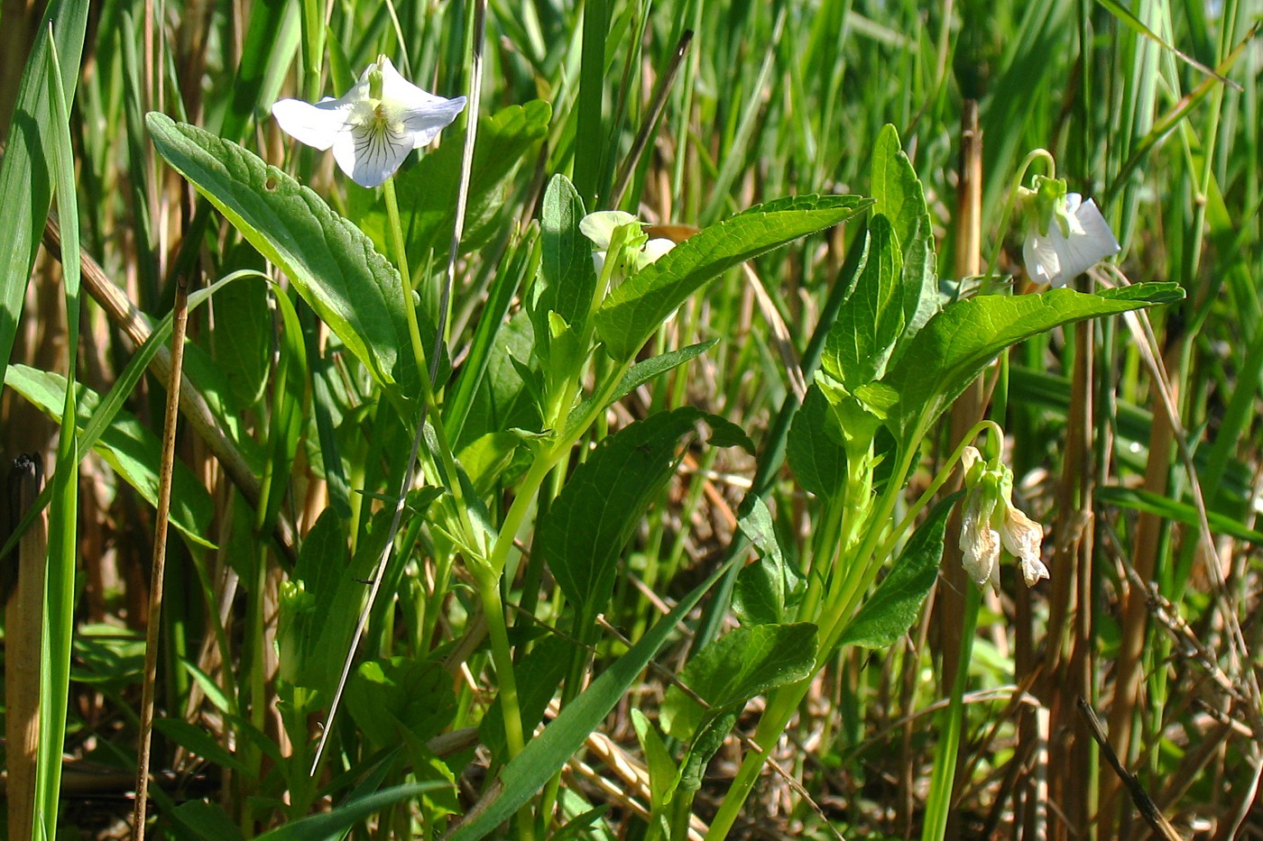 Image of Viola stagnina specimen.