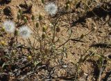 Senecio dubitabilis