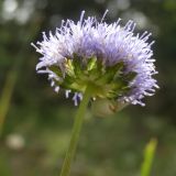 Jasione montana